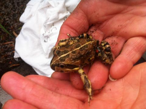 A motorbike frog held in a hand