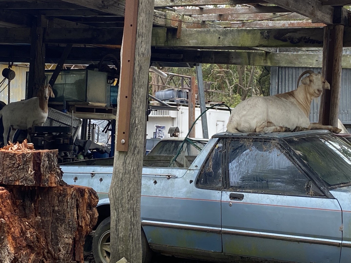 One happy looking goat, sitting on a ute